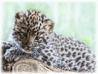 Leopard ingår i De Fem Stora Kattdjuren