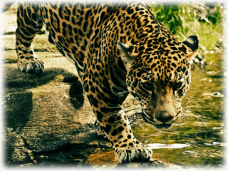 Bäst om leoparder