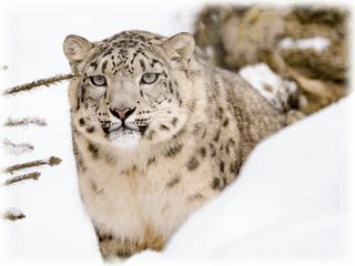 Roligt om leoparder
